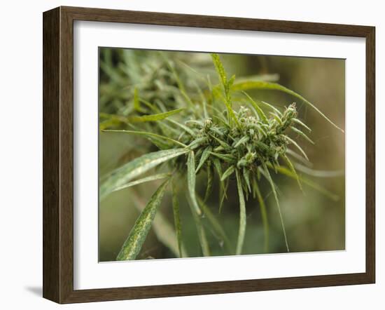 Cannabis (Cannabis Sativa) Bud Grown Locally by Villagers for Recreational Use, Pokhara, Nepal, Asi-Mark Chivers-Framed Photographic Print