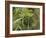 Cannabis (Cannabis Sativa) Bud Grown Locally by Villagers for Recreational Use, Pokhara, Nepal, Asi-Mark Chivers-Framed Photographic Print