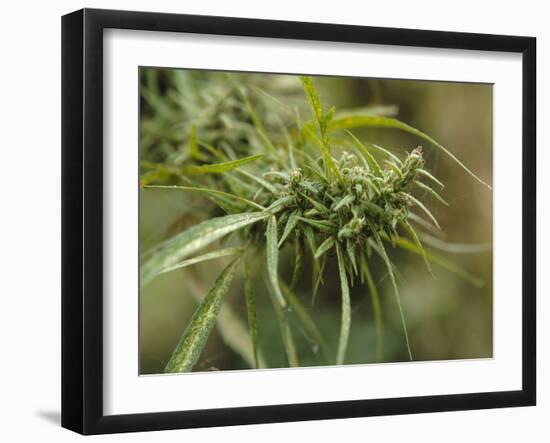 Cannabis (Cannabis Sativa) Bud Grown Locally by Villagers for Recreational Use, Pokhara, Nepal, Asi-Mark Chivers-Framed Photographic Print