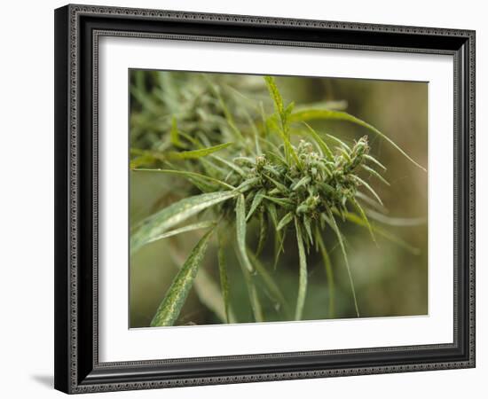 Cannabis (Cannabis Sativa) Bud Grown Locally by Villagers for Recreational Use, Pokhara, Nepal, Asi-Mark Chivers-Framed Photographic Print