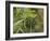 Cannabis (Cannabis Sativa) Bud Grown Locally by Villagers for Recreational Use, Pokhara, Nepal, Asi-Mark Chivers-Framed Photographic Print