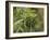 Cannabis (Cannabis Sativa) Bud Grown Locally by Villagers for Recreational Use, Pokhara, Nepal, Asi-Mark Chivers-Framed Photographic Print