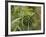 Cannabis (Cannabis Sativa) Bud Grown Locally by Villagers for Recreational Use, Pokhara, Nepal, Asi-Mark Chivers-Framed Photographic Print