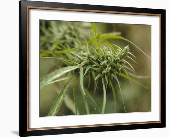 Cannabis (Cannabis Sativa) Bud Grown Locally by Villagers for Recreational Use, Pokhara, Nepal, Asi-Mark Chivers-Framed Photographic Print