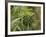 Cannabis (Cannabis Sativa) Bud Grown Locally by Villagers for Recreational Use, Pokhara, Nepal, Asi-Mark Chivers-Framed Photographic Print