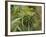 Cannabis (Cannabis Sativa) Bud Grown Locally by Villagers for Recreational Use, Pokhara, Nepal, Asi-Mark Chivers-Framed Photographic Print