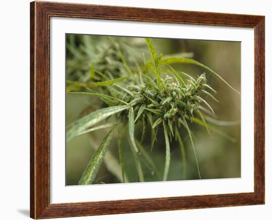 Cannabis (Cannabis Sativa) Bud Grown Locally by Villagers for Recreational Use, Pokhara, Nepal, Asi-Mark Chivers-Framed Photographic Print