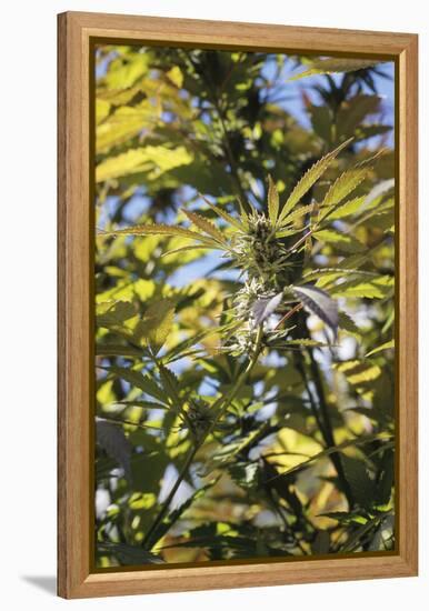 Cannabis Flower-Alan Sirulnikoff-Framed Premier Image Canvas