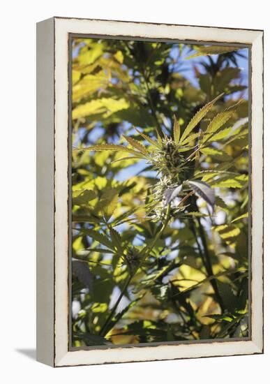 Cannabis Flower-Alan Sirulnikoff-Framed Premier Image Canvas