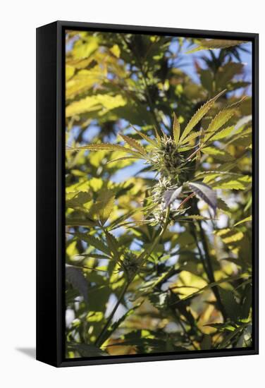 Cannabis Flower-Alan Sirulnikoff-Framed Premier Image Canvas