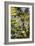 Cannabis Flower-Alan Sirulnikoff-Framed Photographic Print