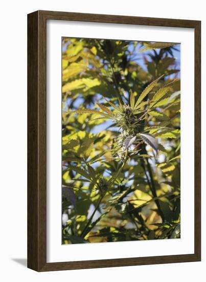 Cannabis Flower-Alan Sirulnikoff-Framed Photographic Print