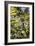 Cannabis Flower-Alan Sirulnikoff-Framed Photographic Print