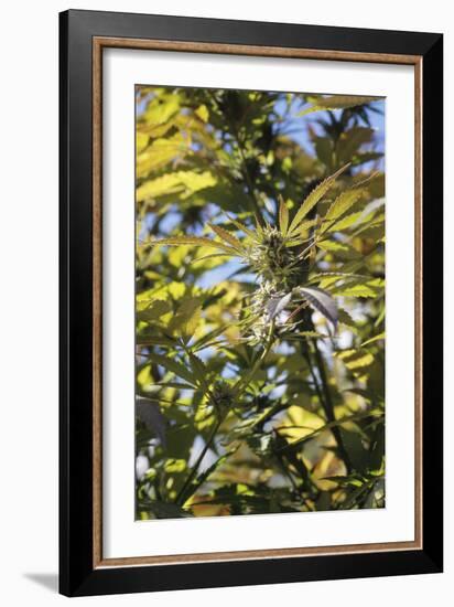 Cannabis Flower-Alan Sirulnikoff-Framed Photographic Print