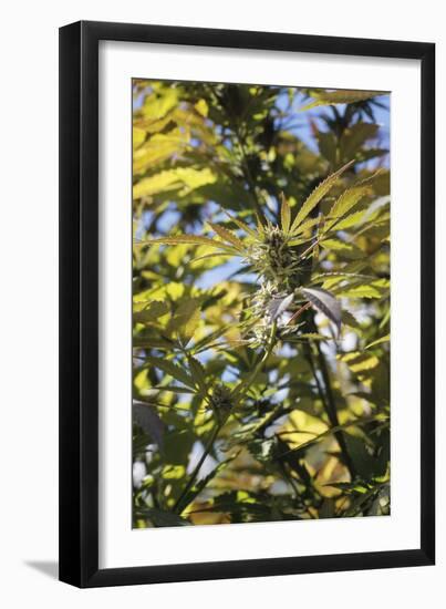 Cannabis Flower-Alan Sirulnikoff-Framed Photographic Print