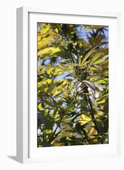Cannabis Flower-Alan Sirulnikoff-Framed Photographic Print