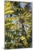 Cannabis Flower-Alan Sirulnikoff-Mounted Photographic Print