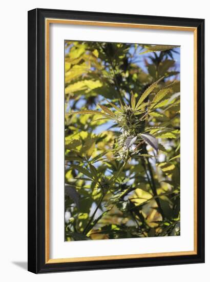 Cannabis Flower-Alan Sirulnikoff-Framed Photographic Print