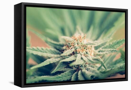 Cannabis Flowering-JanMika-Framed Premier Image Canvas