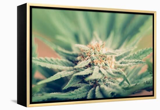 Cannabis Flowering-JanMika-Framed Premier Image Canvas