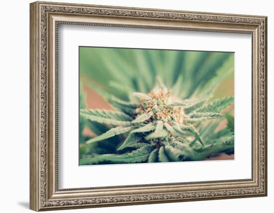 Cannabis Flowering-JanMika-Framed Photographic Print