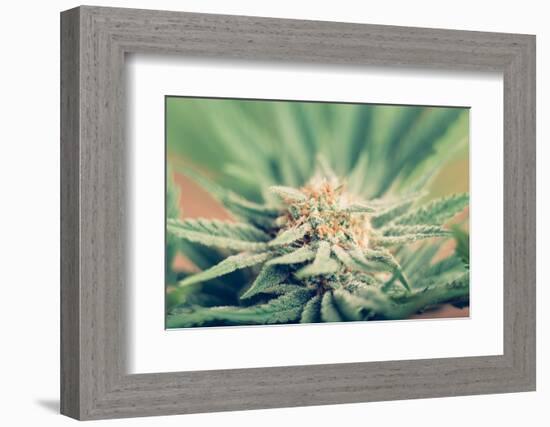 Cannabis Flowering-JanMika-Framed Photographic Print