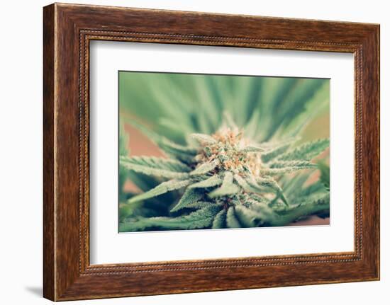 Cannabis Flowering-JanMika-Framed Photographic Print