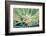 Cannabis Flowering-JanMika-Framed Photographic Print