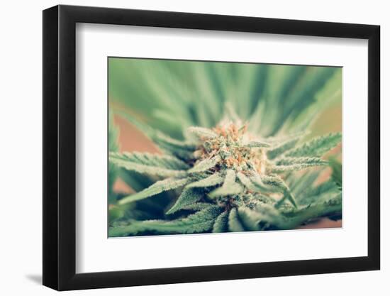 Cannabis Flowering-JanMika-Framed Photographic Print