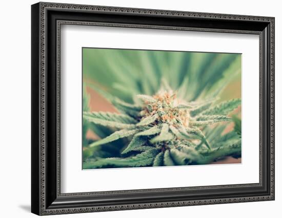 Cannabis Flowering-JanMika-Framed Photographic Print