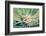 Cannabis Flowering-JanMika-Framed Photographic Print