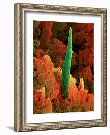 Cannabis Leaf, SEM-David McCarthy-Framed Photographic Print