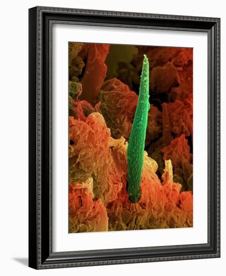 Cannabis Leaf, SEM-David McCarthy-Framed Photographic Print