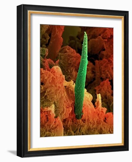 Cannabis Leaf, SEM-David McCarthy-Framed Photographic Print