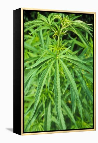 Cannabis Leaves-Vaughan Fleming-Framed Premier Image Canvas