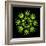 Cannabis Leaves-David Nicholls-Framed Premium Photographic Print