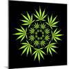 Cannabis Leaves-David Nicholls-Mounted Premium Photographic Print