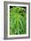 Cannabis Leaves-Vaughan Fleming-Framed Photographic Print