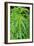 Cannabis Leaves-Vaughan Fleming-Framed Photographic Print