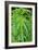 Cannabis Leaves-Vaughan Fleming-Framed Photographic Print