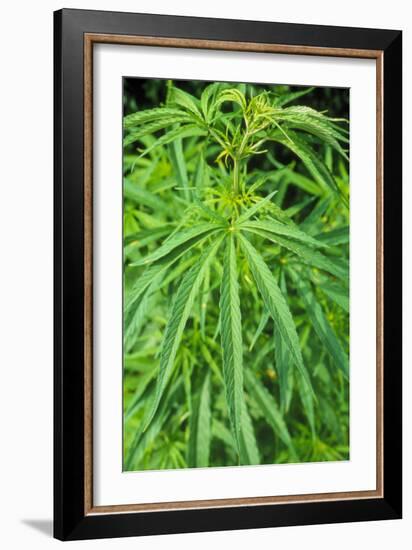 Cannabis Leaves-Vaughan Fleming-Framed Photographic Print