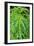 Cannabis Leaves-Vaughan Fleming-Framed Photographic Print