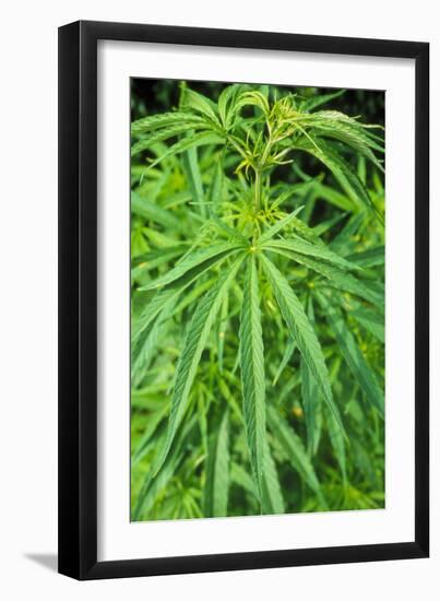 Cannabis Leaves-Vaughan Fleming-Framed Photographic Print