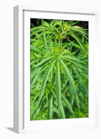 Cannabis Leaves-Vaughan Fleming-Framed Photographic Print