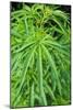 Cannabis Leaves-Vaughan Fleming-Mounted Photographic Print