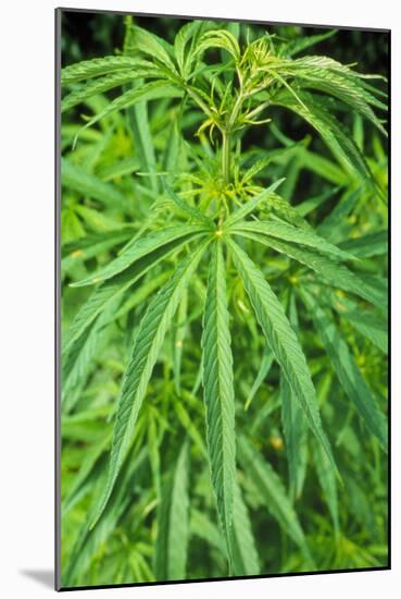 Cannabis Leaves-Vaughan Fleming-Mounted Photographic Print