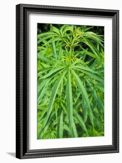 Cannabis Leaves-Vaughan Fleming-Framed Photographic Print