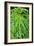 Cannabis Leaves-Vaughan Fleming-Framed Photographic Print