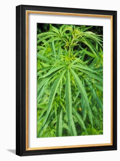 Cannabis Leaves-Vaughan Fleming-Framed Photographic Print