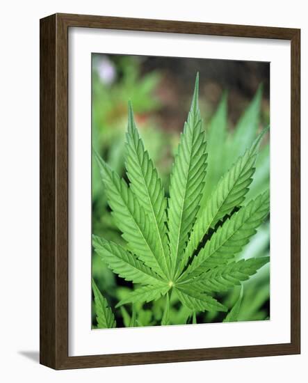 Cannabis Leaves-Chris Knapton-Framed Photographic Print